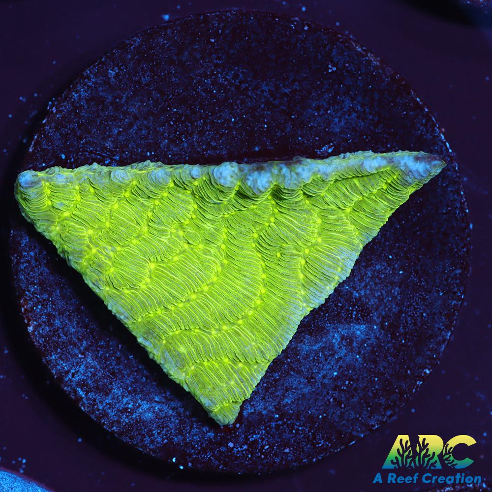 Green Pachyseris