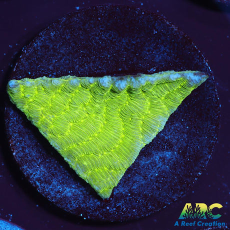 Green Pachyseris