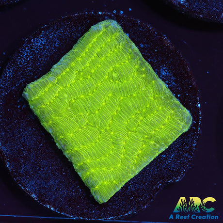 Green Pachyseris