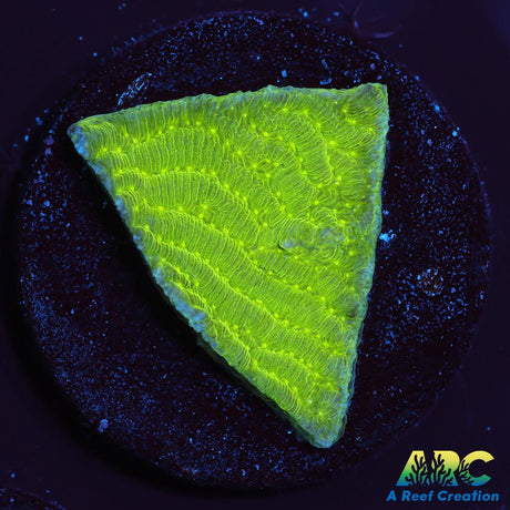 Green Pachyseris