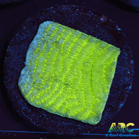 Green Pachyseris