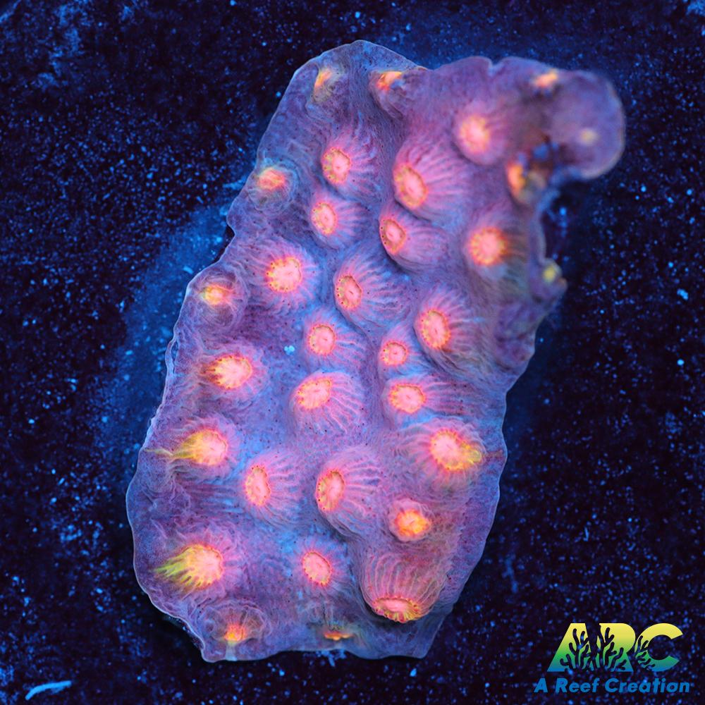 ARC Halley's Comet Scrolling Cyphastrea