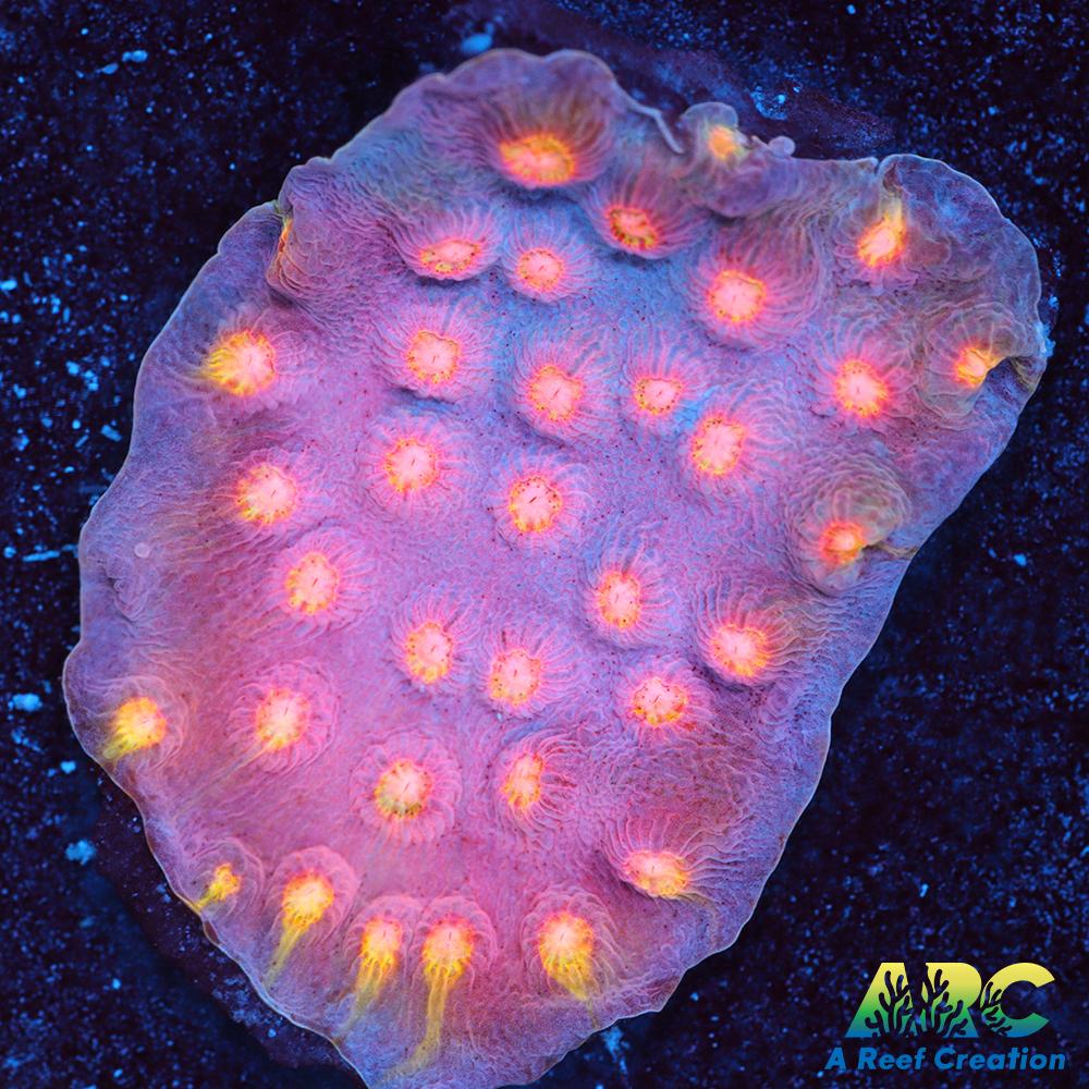 ARC Halley's Comet Scrolling Cyphastrea