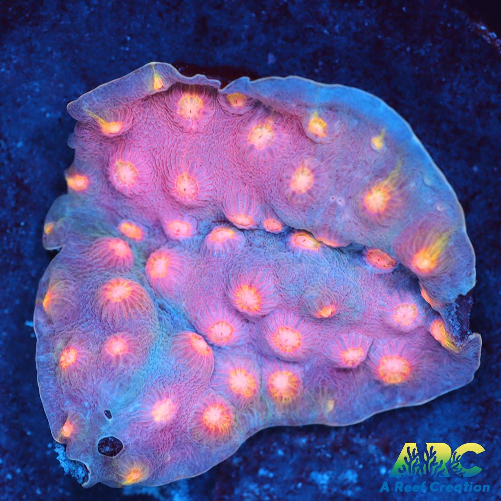 ARC Halley's Comet Scrolling Cyphastrea