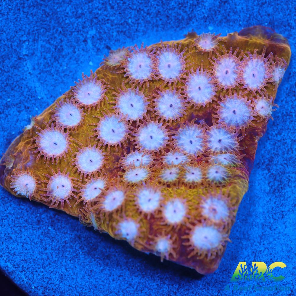 FF Yellow Cyphastrea