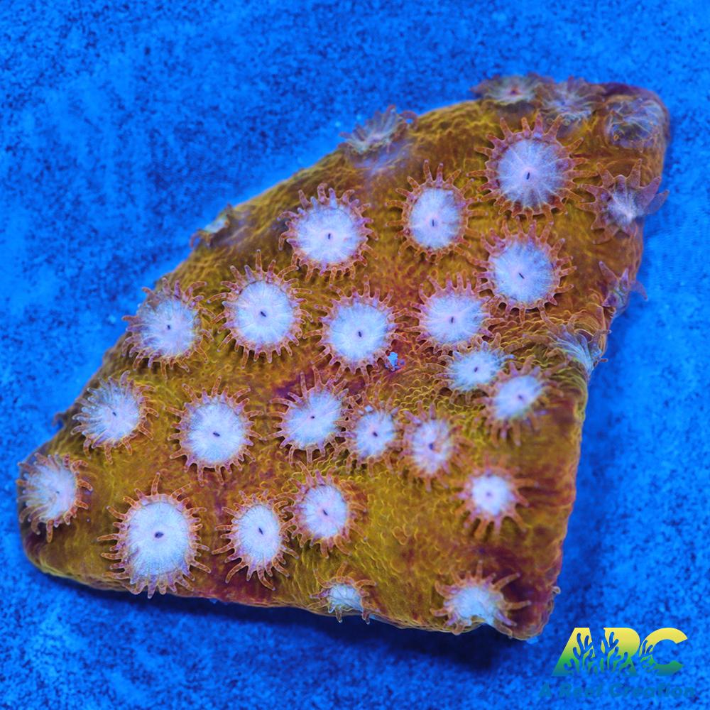 FF Yellow Cyphastrea