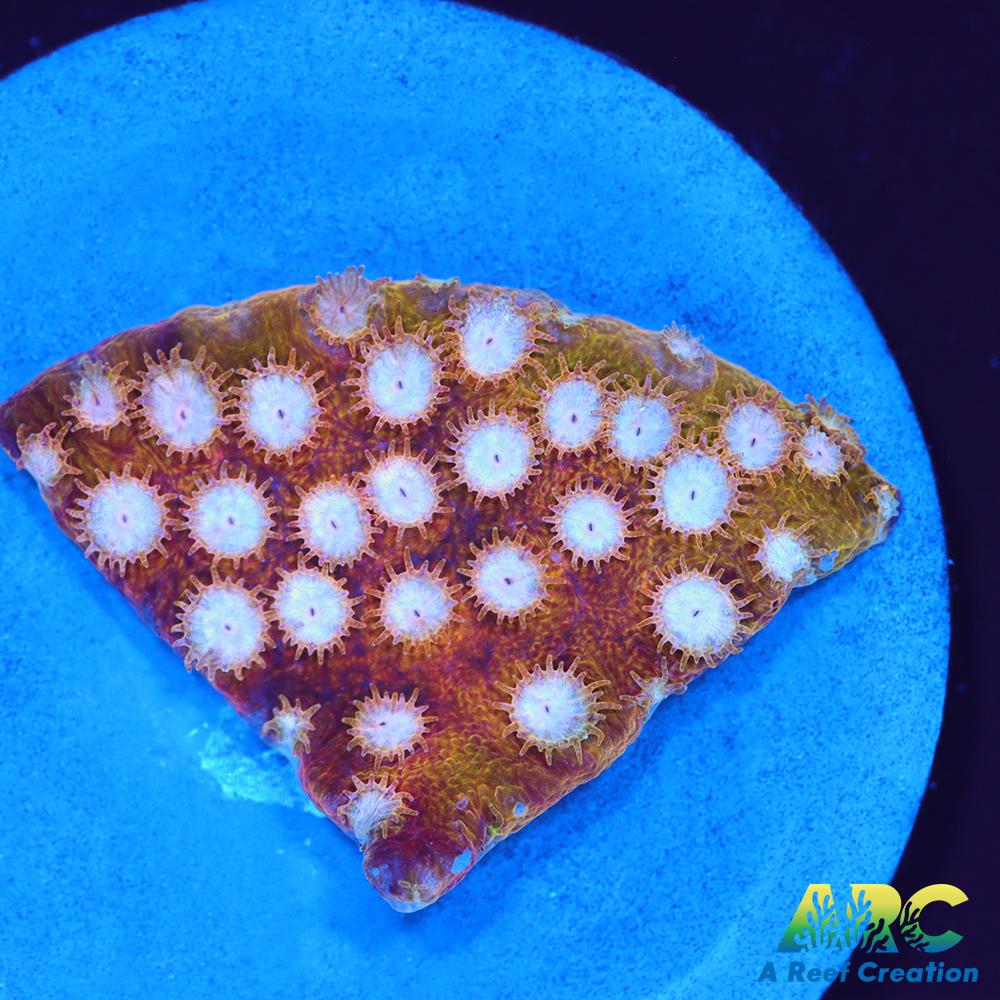 FF Yellow Cyphastrea