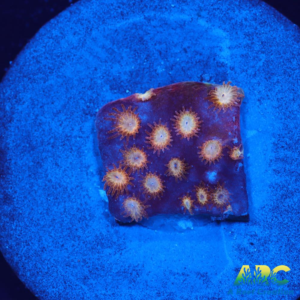 Sand Dune Cyphastrea