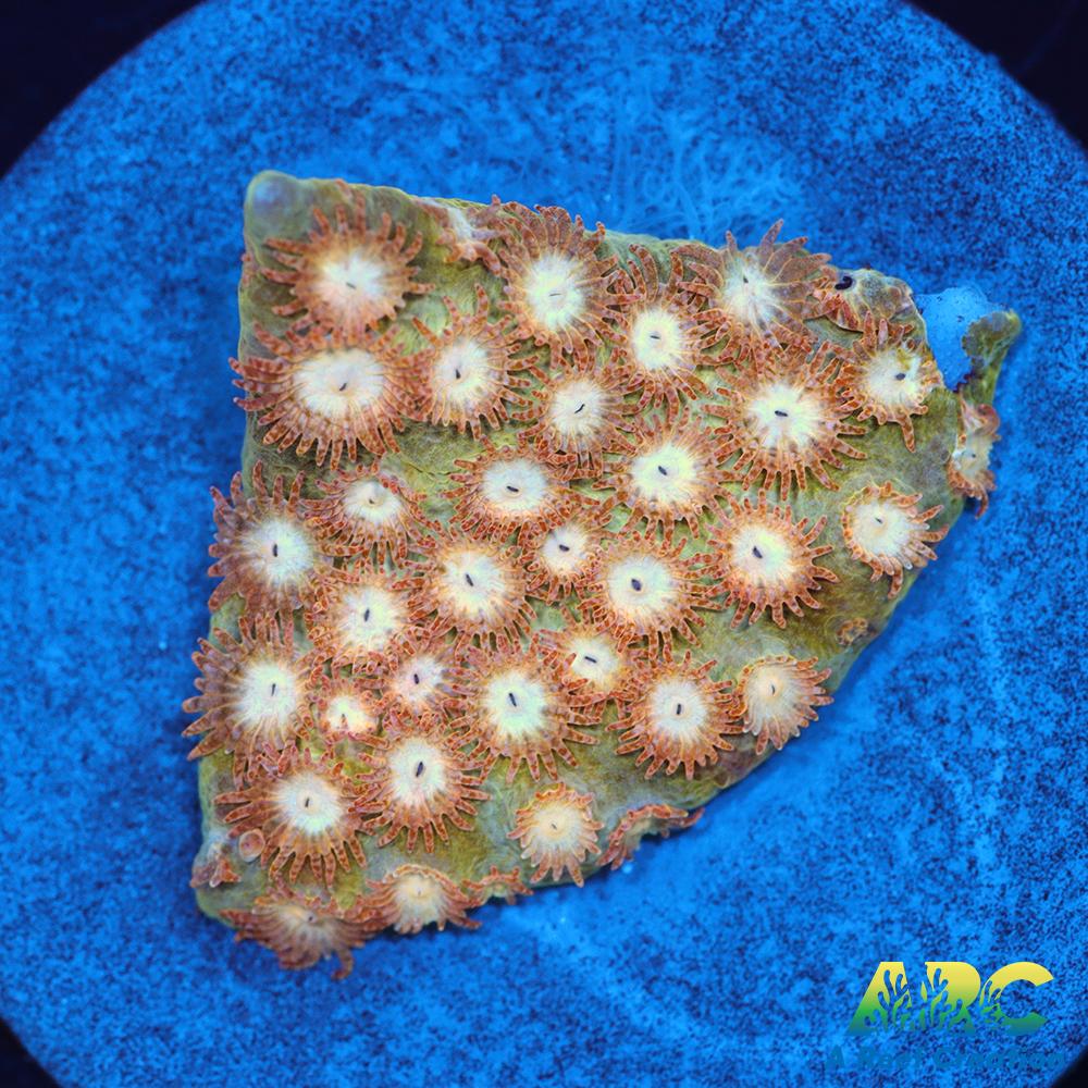 Sand Dune Cyphastrea