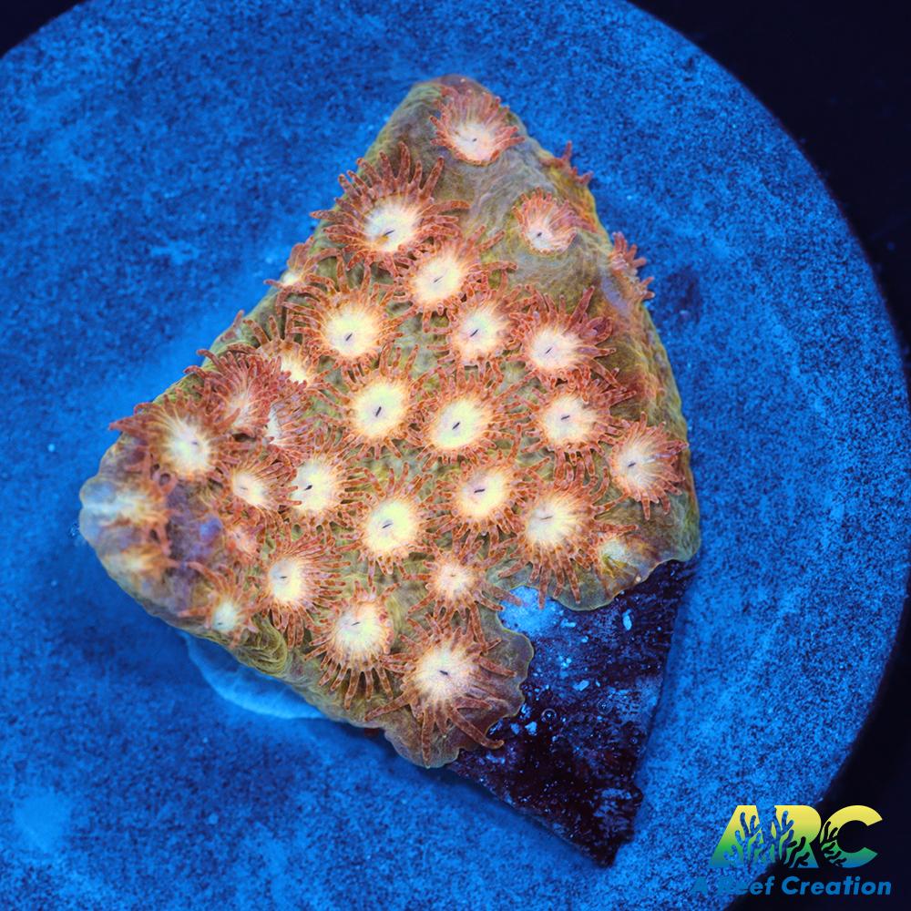 Sand Dune Cyphastrea