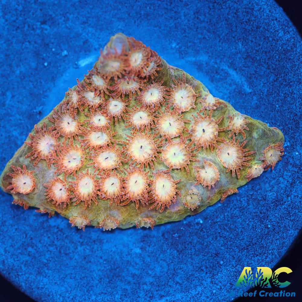 Sand Dune Cyphastrea