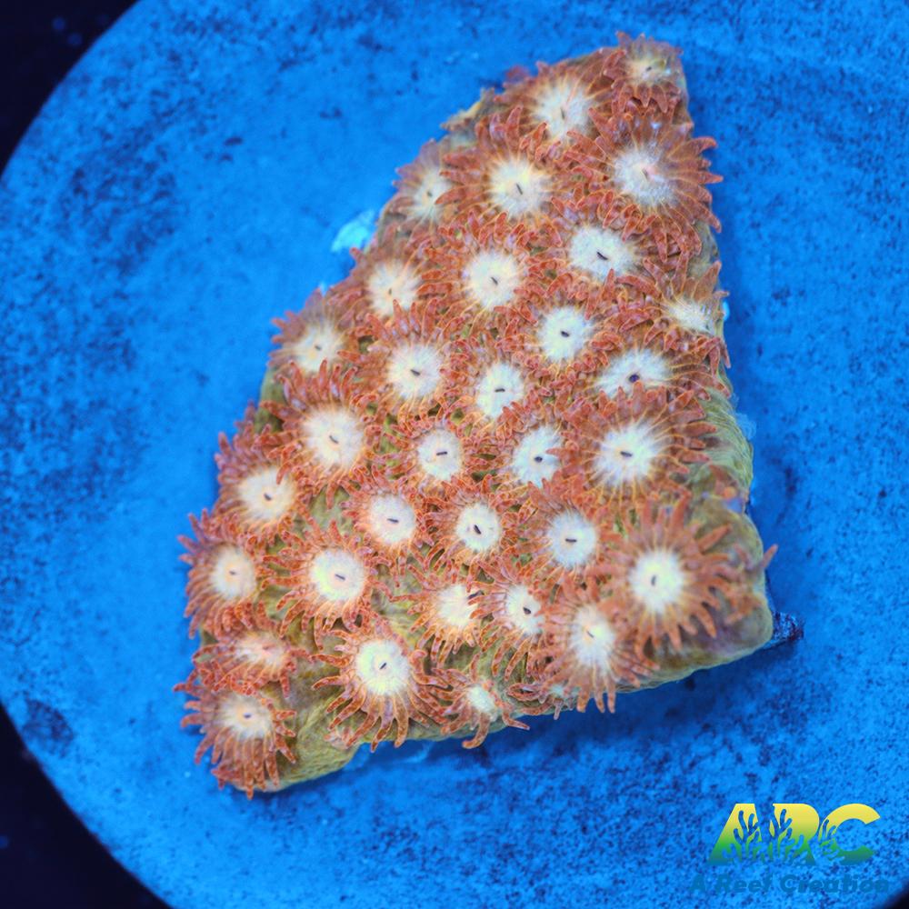 Sand Dune Cyphastrea