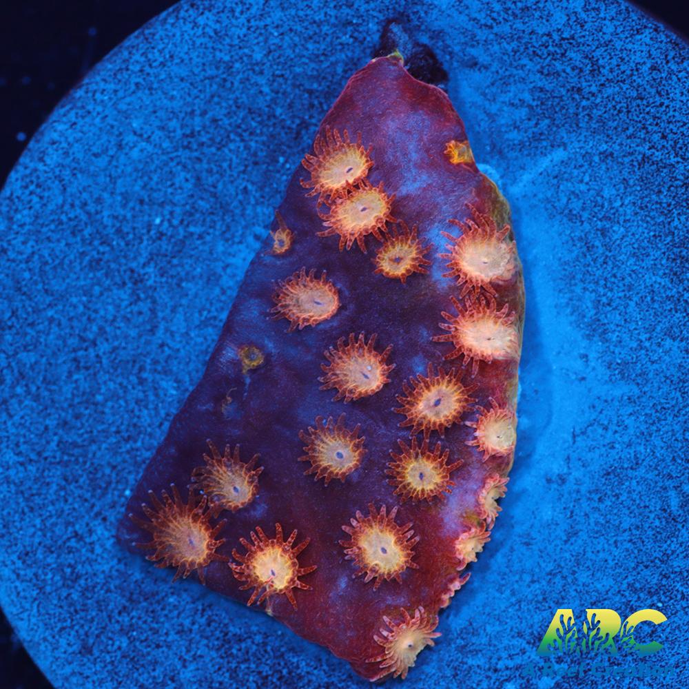 Sand Dune Cyphastrea