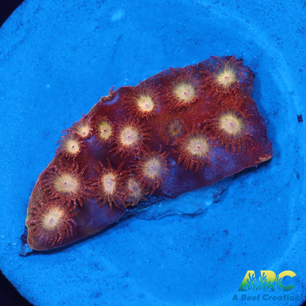 Sand Dune Cyphastrea