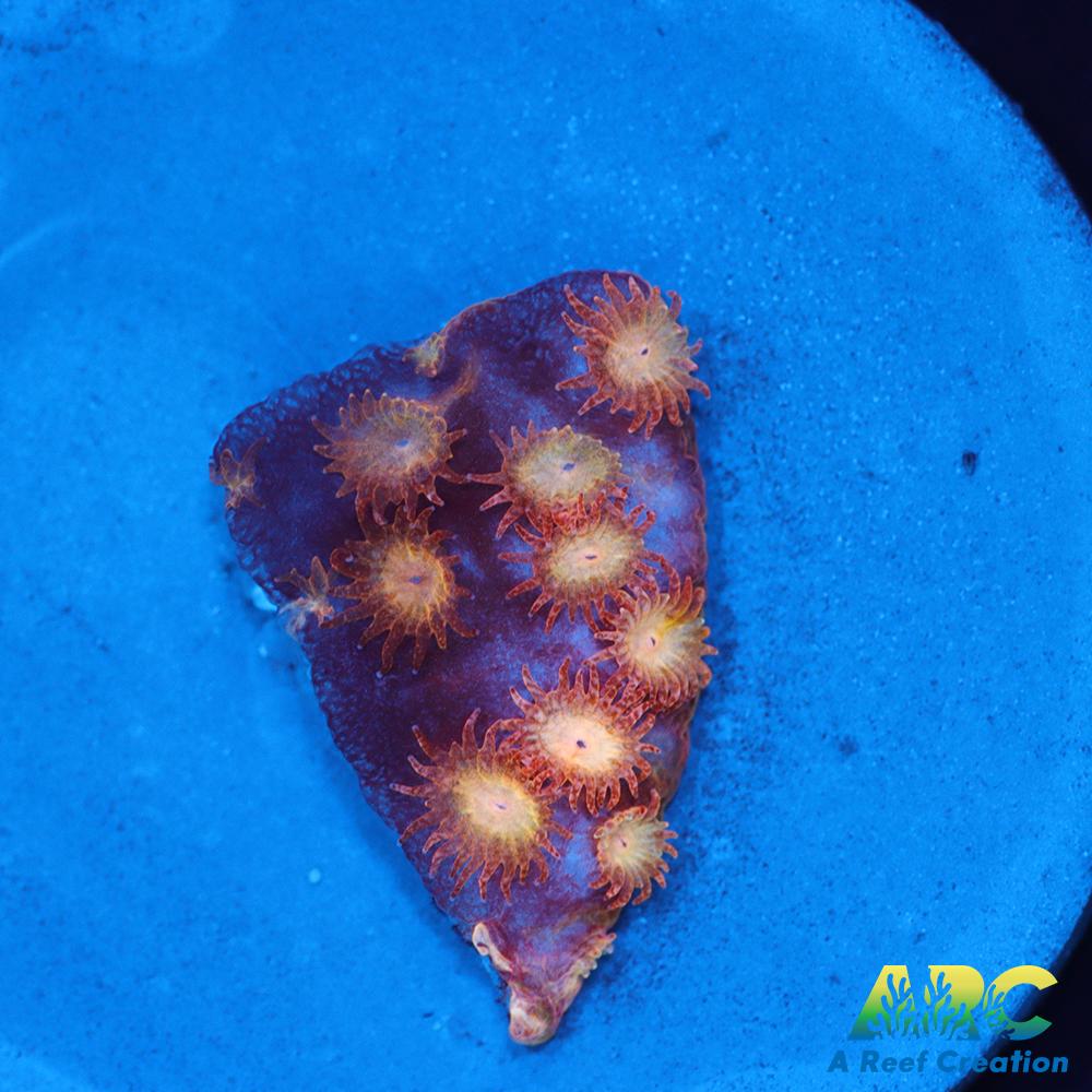 Sand Dune Cyphastrea