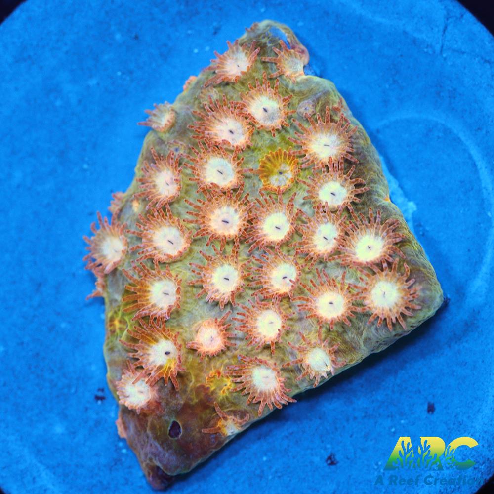 Sand Dune Cyphastrea