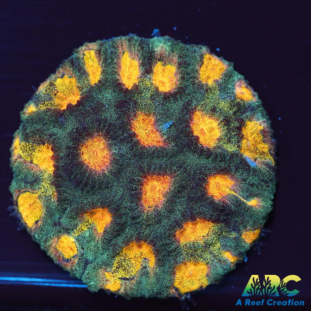 Mia's Pot of Gold Favia