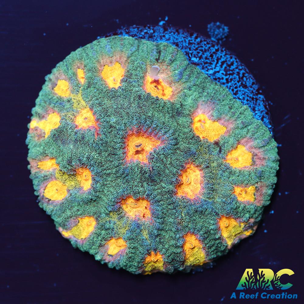 Mia's Pot of Gold Favia