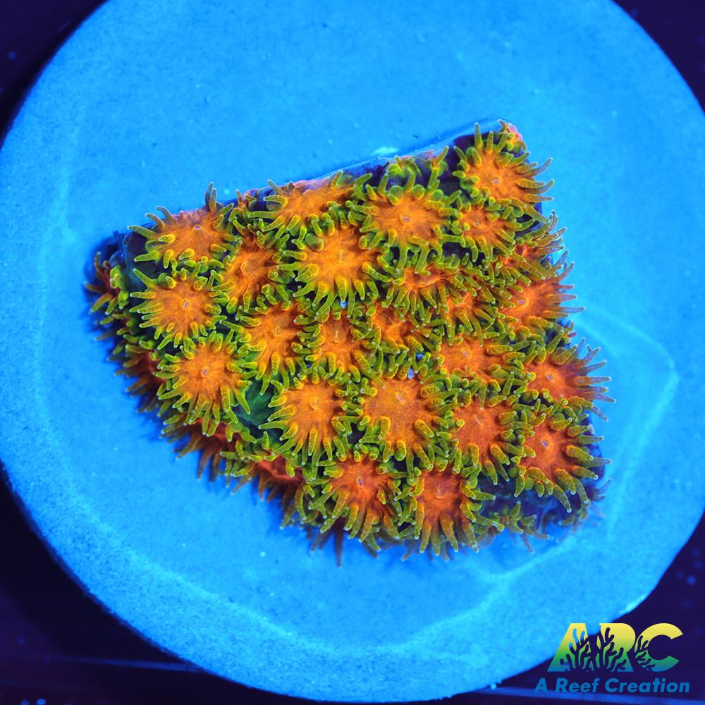 RRC Polkaroo Leptastrea