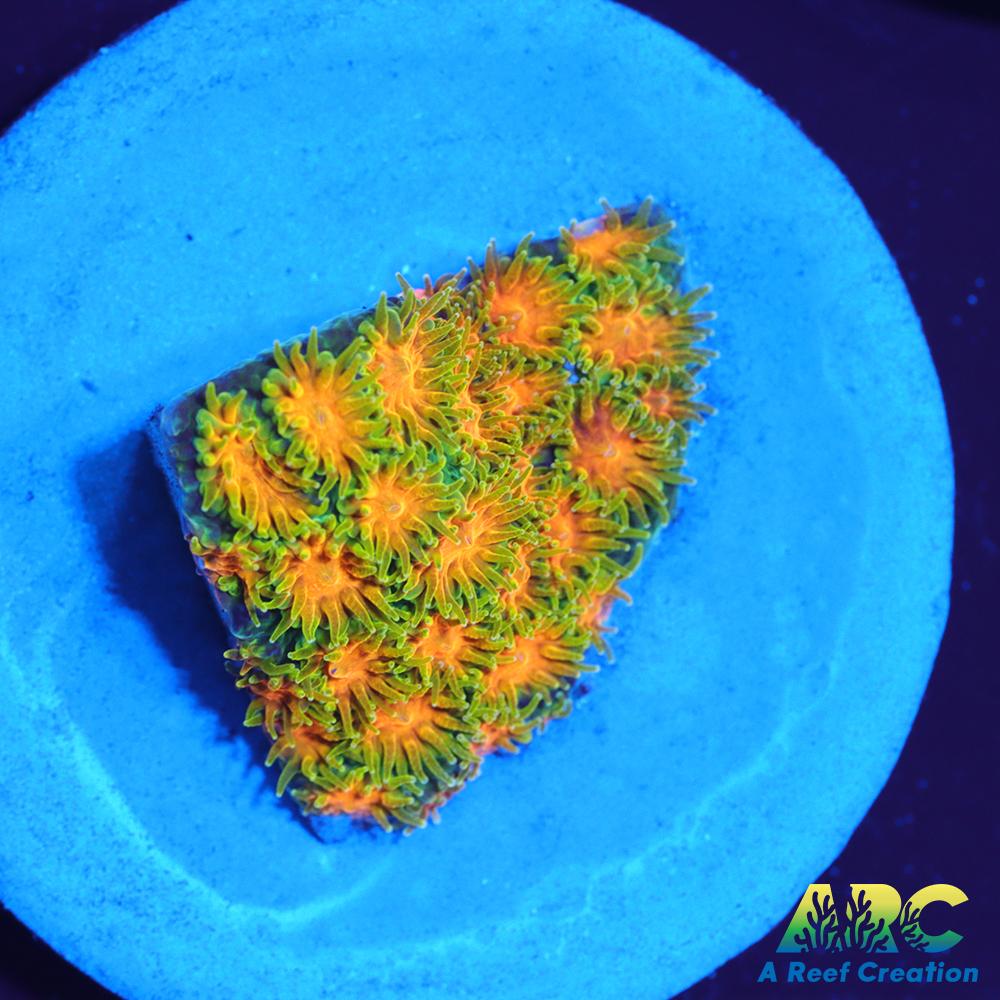 RRC Polkaroo Leptastrea