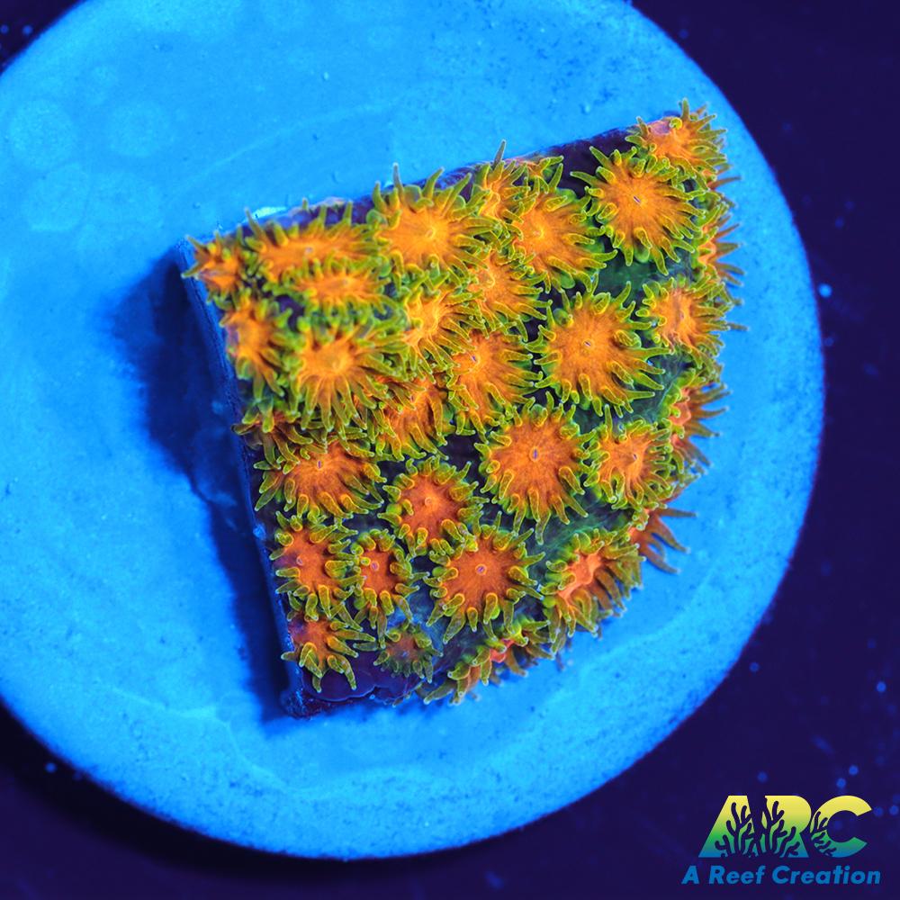 RRC Polkaroo Leptastrea