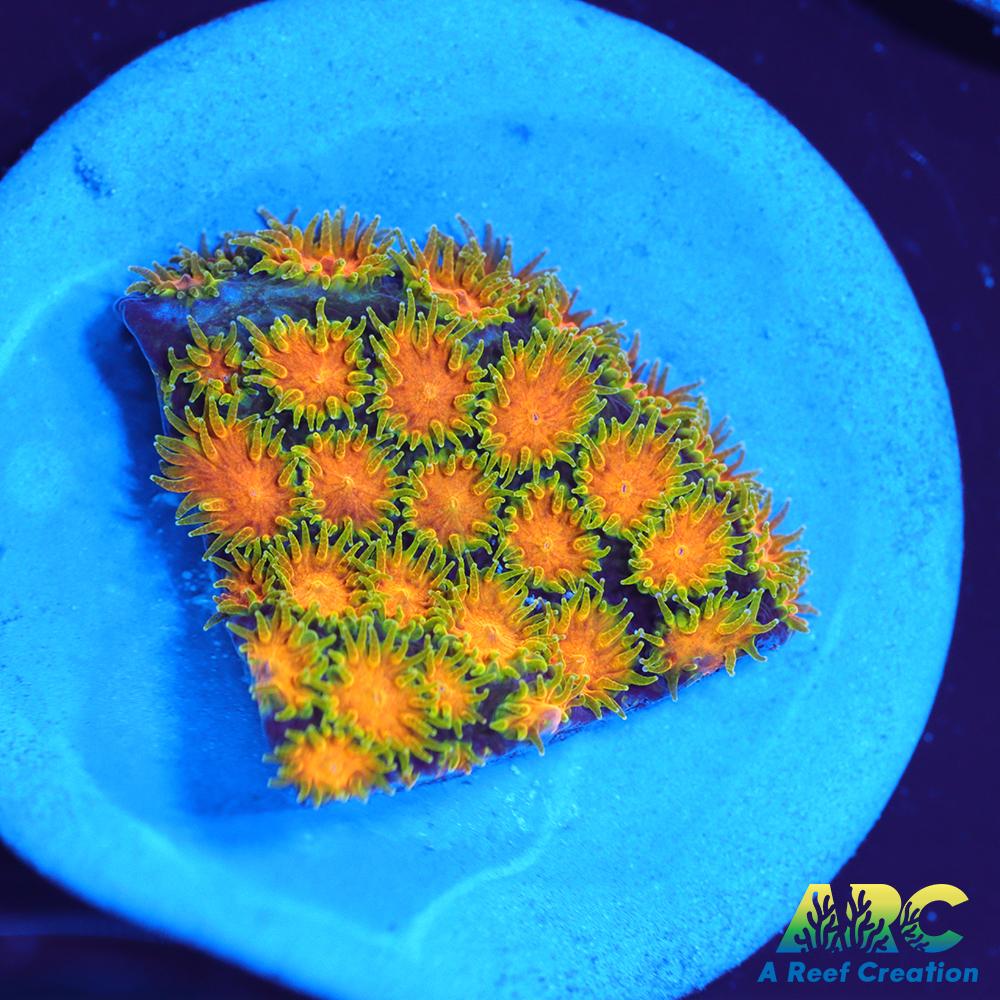 RRC Polkaroo Leptastrea