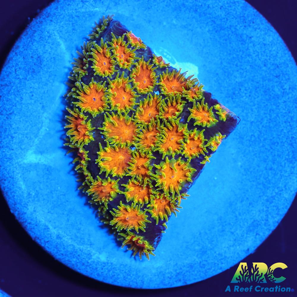 RRC Polkaroo Leptastrea