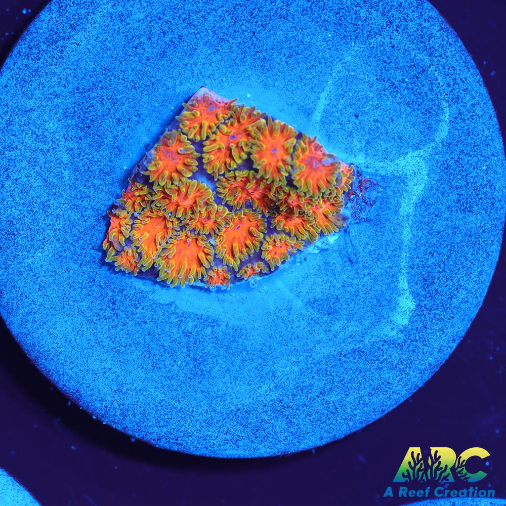 RRC Polkaroo Leptastrea