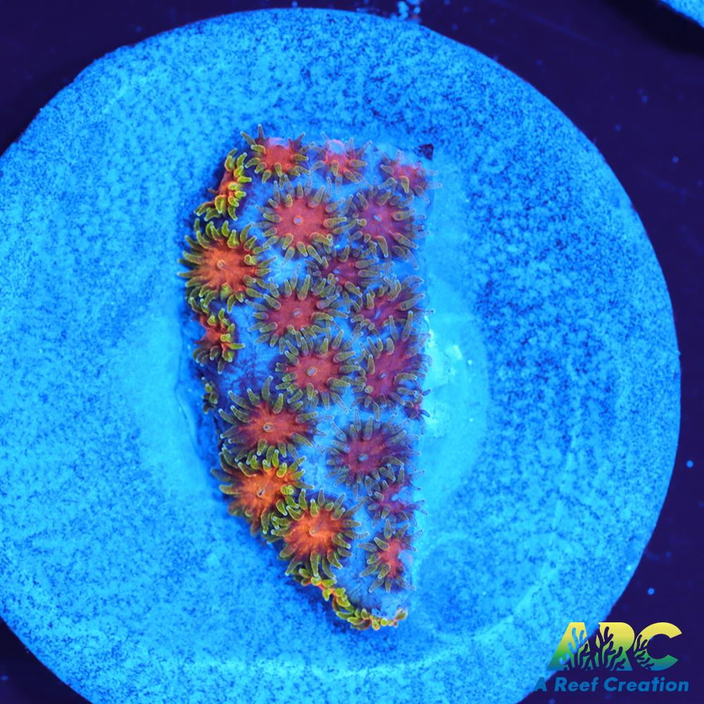 RRC Polkaroo Leptastrea