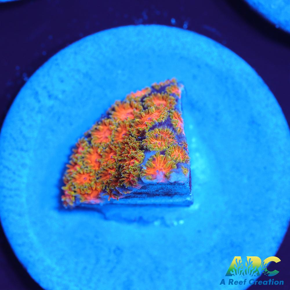 RRC Polkaroo Leptastrea