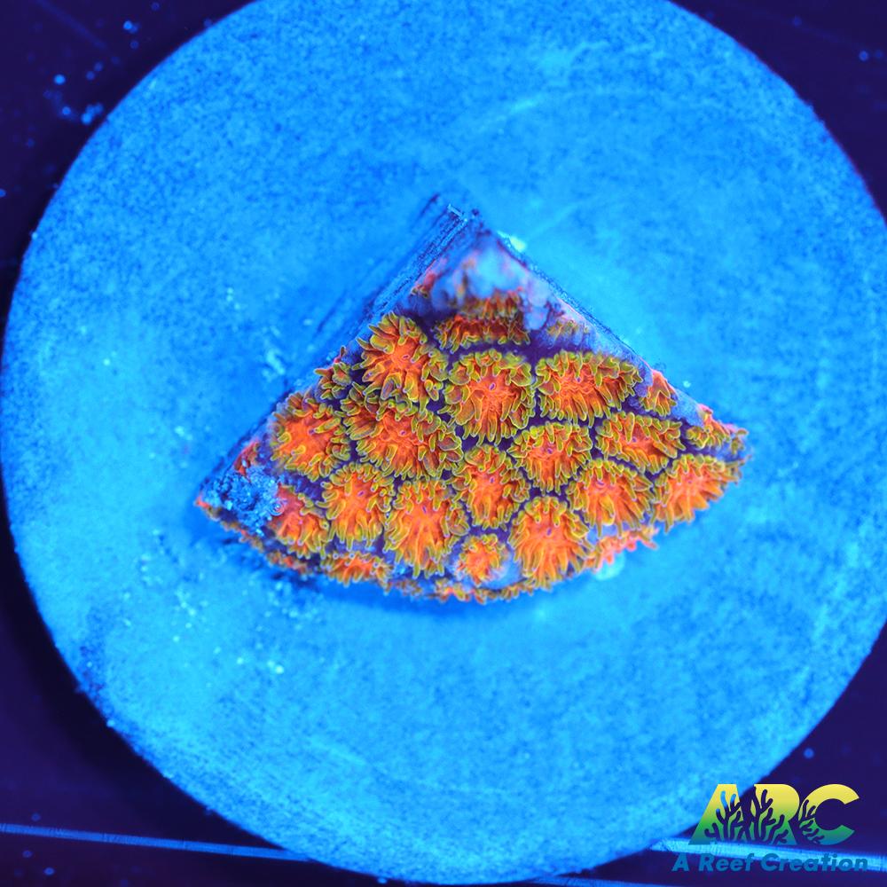 RRC Polkaroo Leptastrea