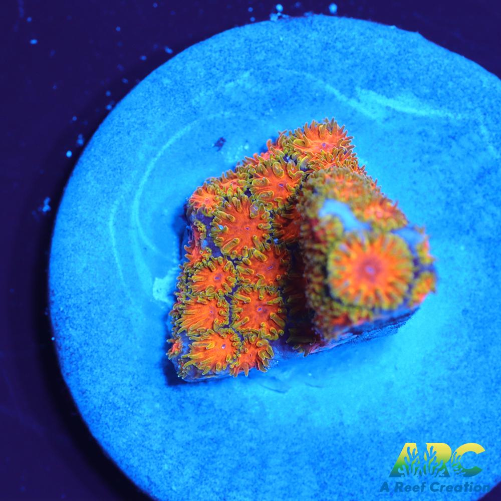 RRC Polkaroo Leptastrea