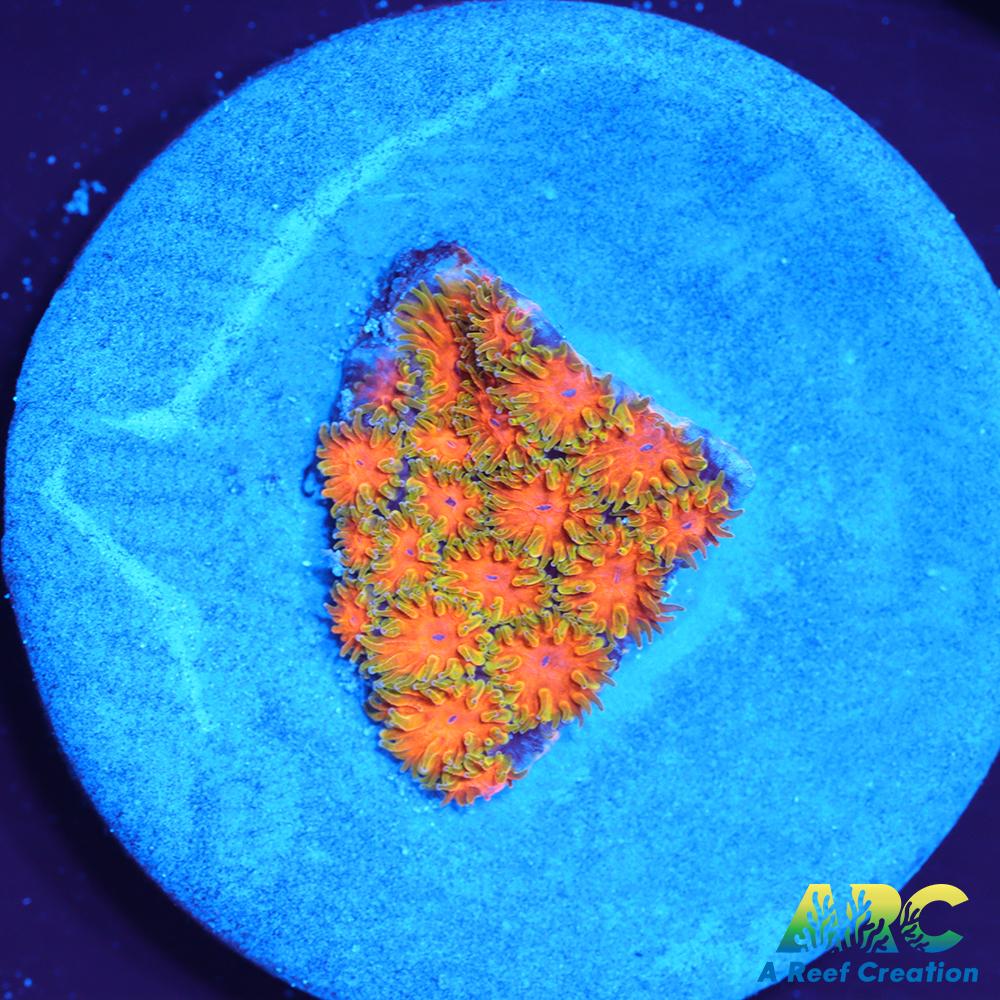 RRC Polkaroo Leptastrea