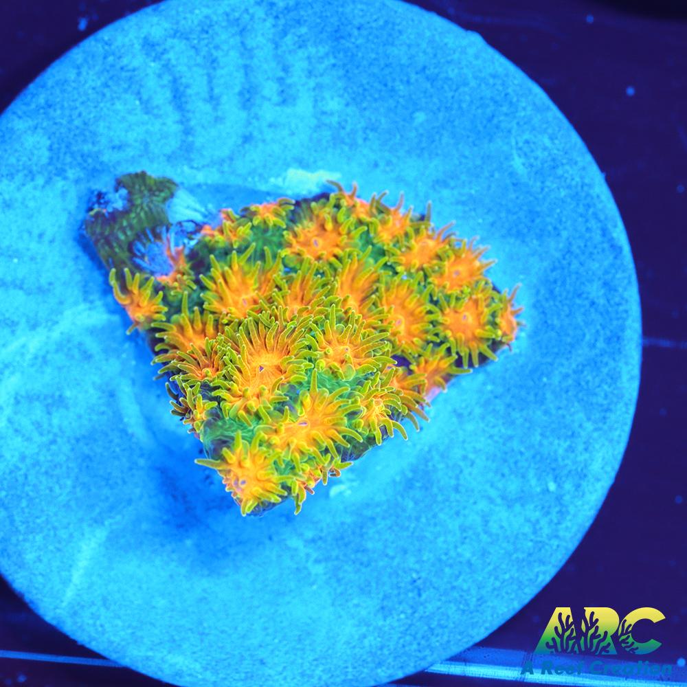 rrc-polkaroo-leptastrea-a-reef-creation