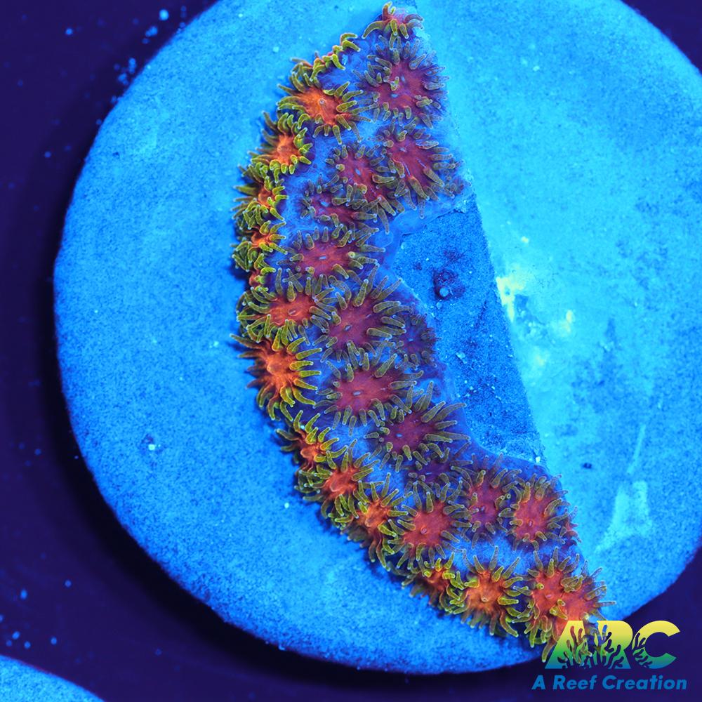 RRC Polkaroo Leptastrea