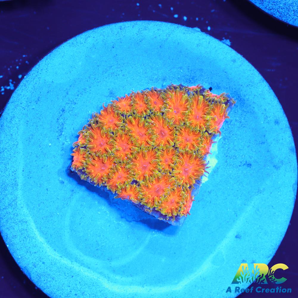 RRC Polkaroo Leptastrea