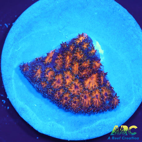 Honeycomb Leptastrea