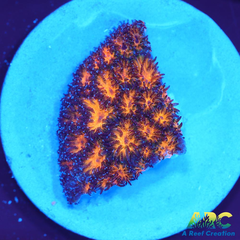 Honeycomb Leptastrea