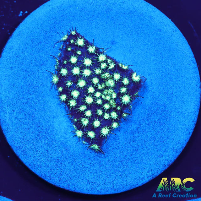 Honeycomb Leptastrea
