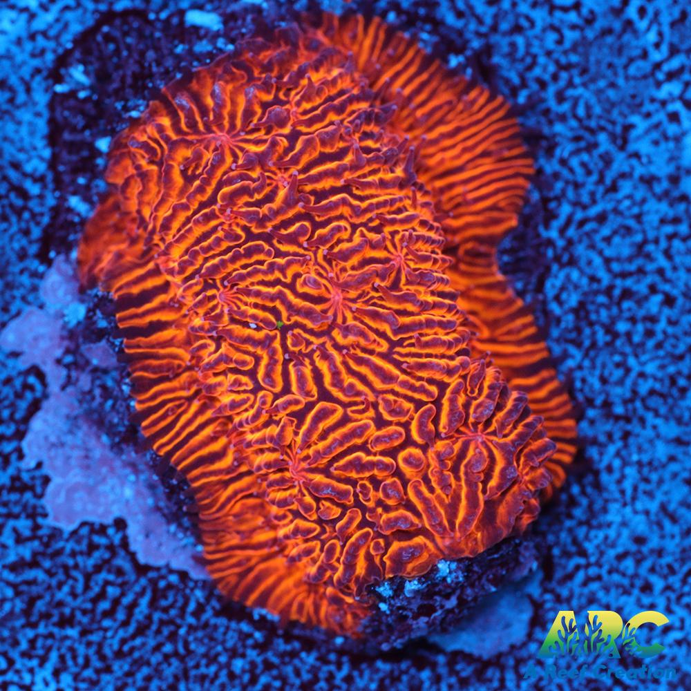 ARC Pumpkin Patch Litho