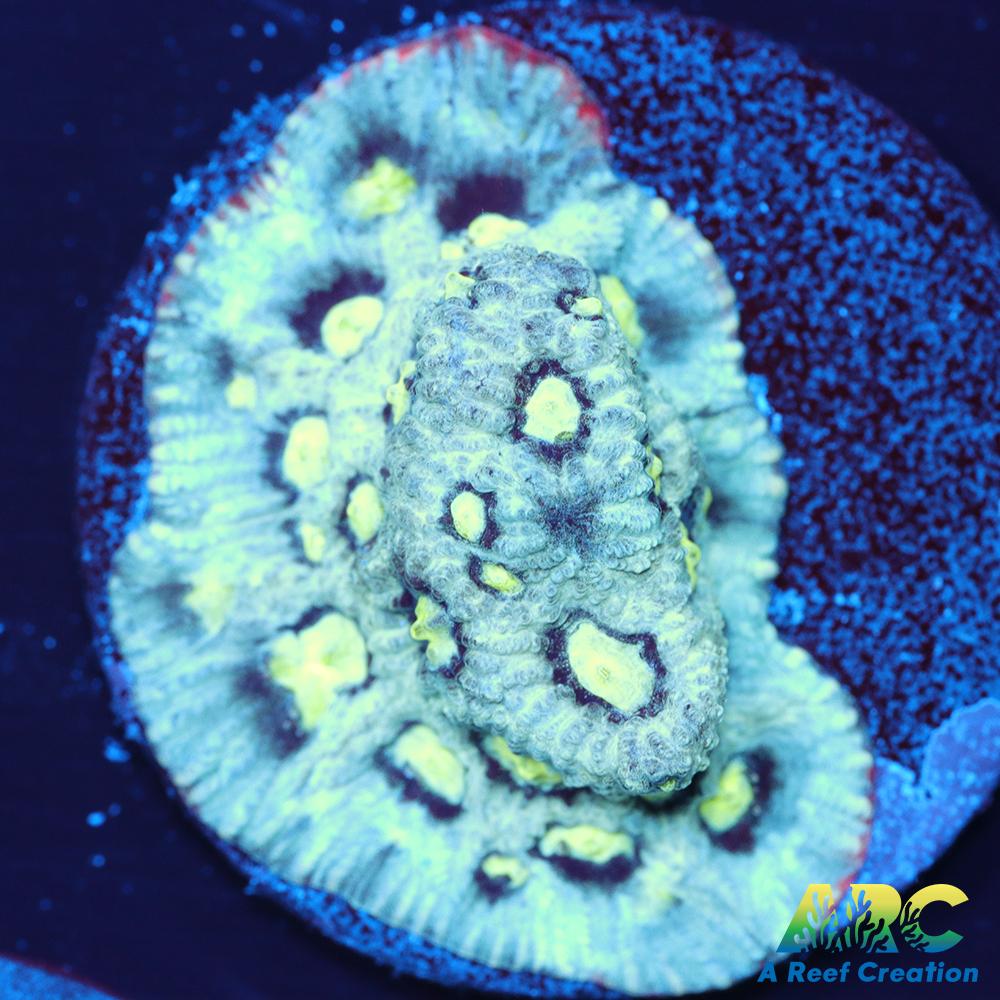 ARC Pastel War Coral