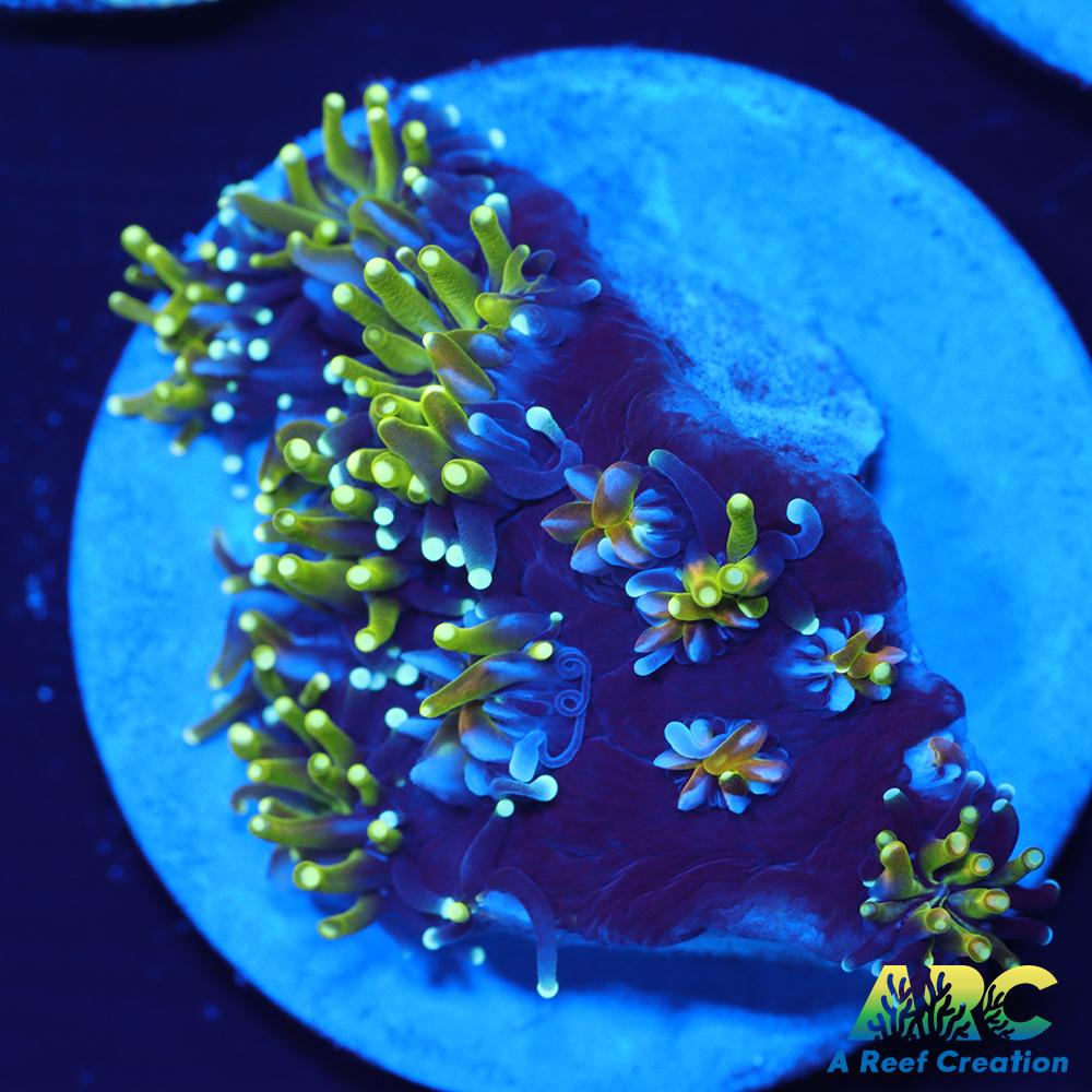 ARC Lemon Lime Galaxia