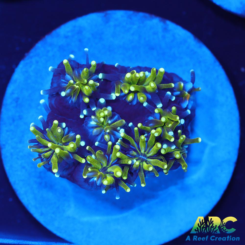 ARC Lemon Lime Galaxia