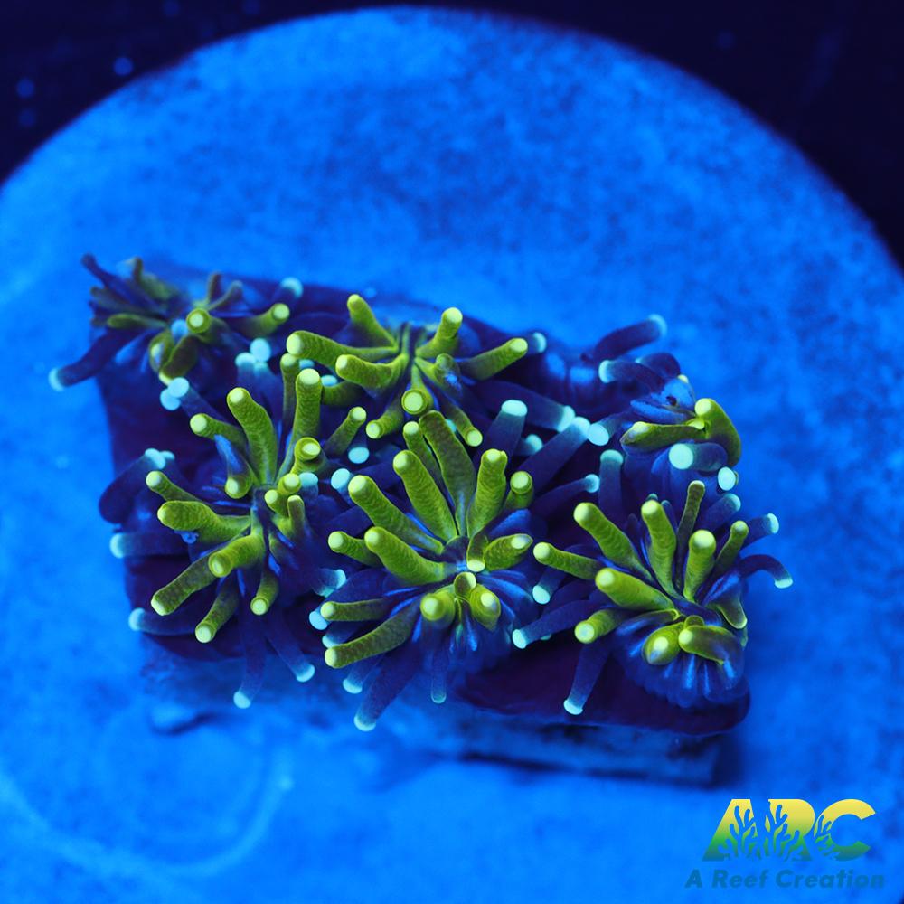 ARC Lemon Lime Galaxia