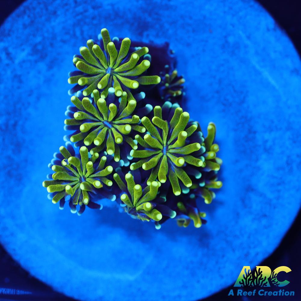 ARC Lemon Lime Galaxia