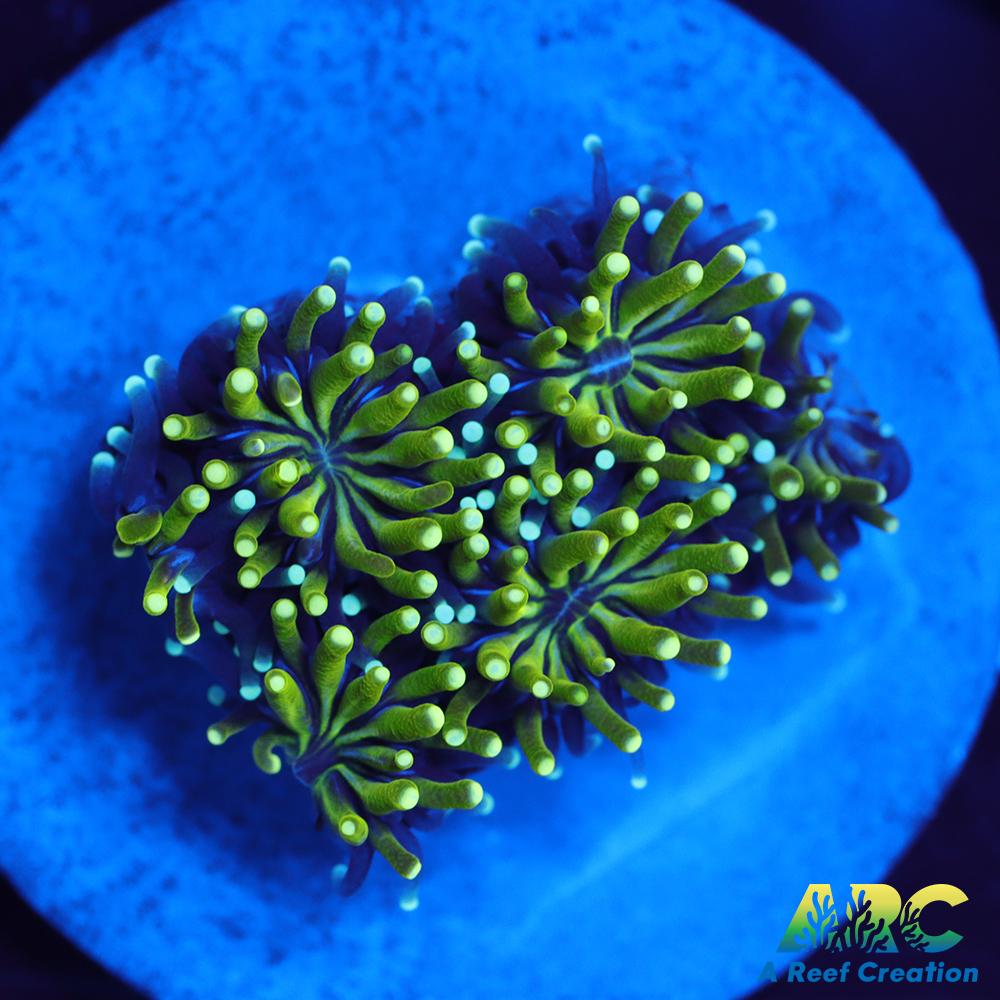 ARC Lemon Lime Galaxia