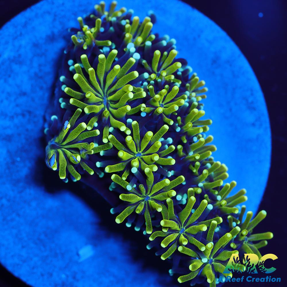 ARC Lemon Lime Galaxia