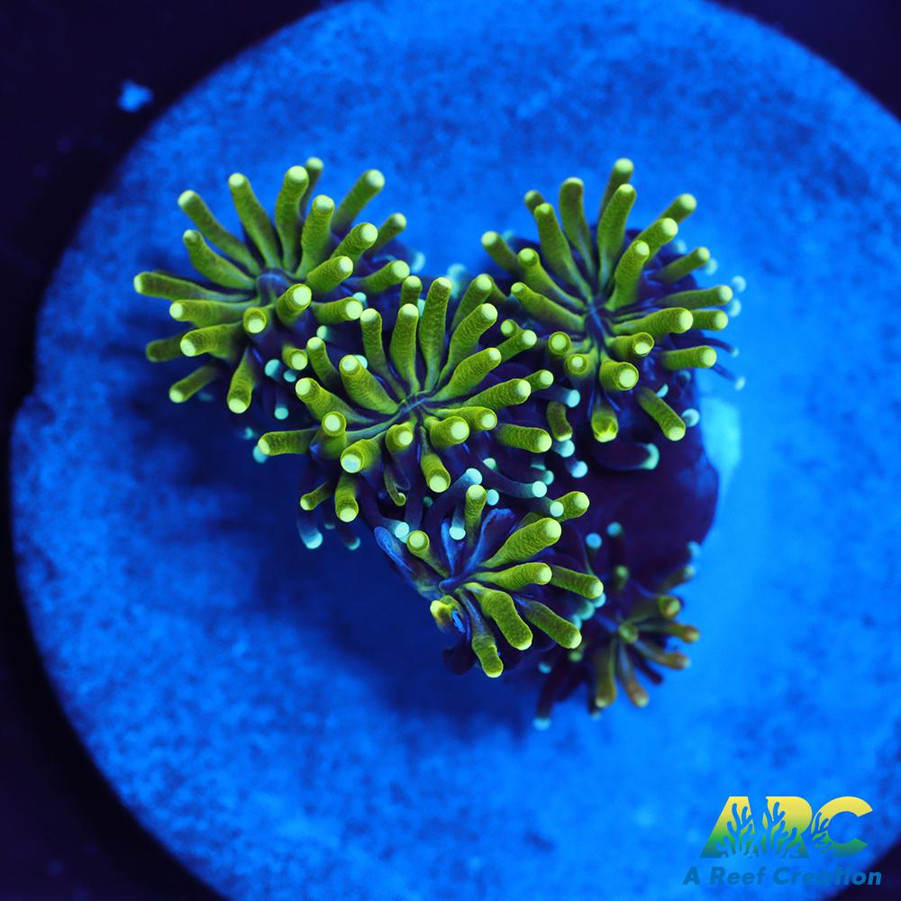 ARC Lemon Lime Galaxia