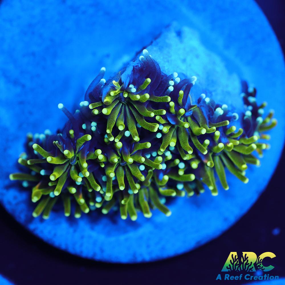 ARC Lemon Lime Galaxia