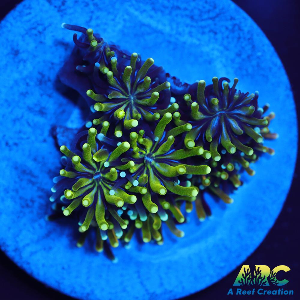 ARC Lemon Lime Galaxia